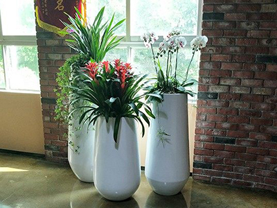 办公室适合摆放的植物有哪些.jpg