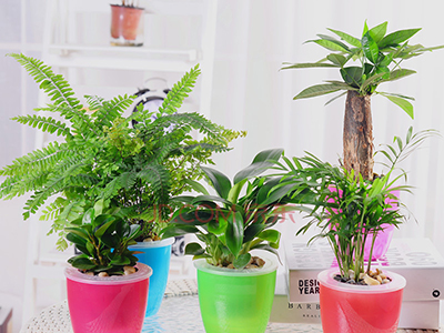 利用花卉植物净化室内环境的四忌.jpg